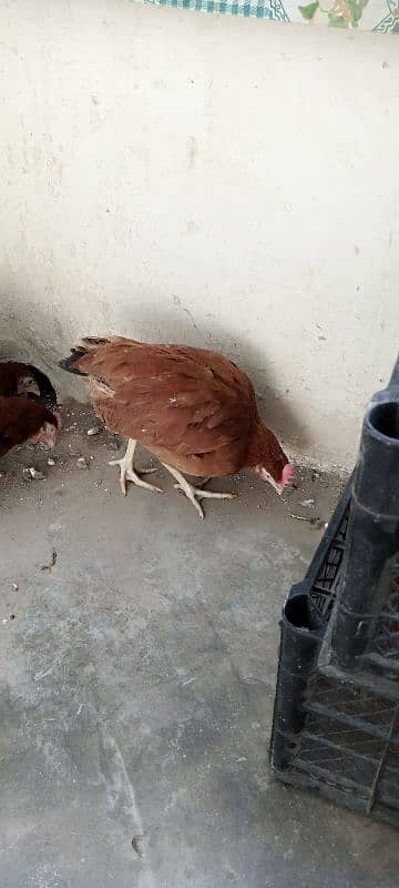 "3 Fresh Desi Hens for Sale – Healthy and Home-Raised!" 2