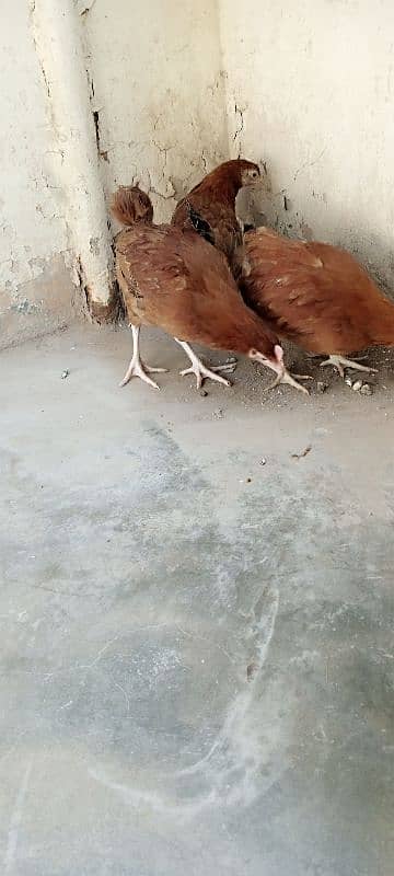 "3 Fresh Desi Hens for Sale – Healthy and Home-Raised!" 3