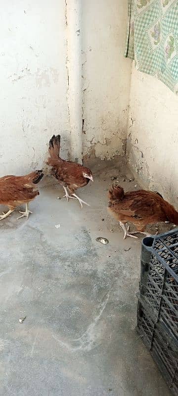 "3 Fresh Desi Hens for Sale – Healthy and Home-Raised!" 4