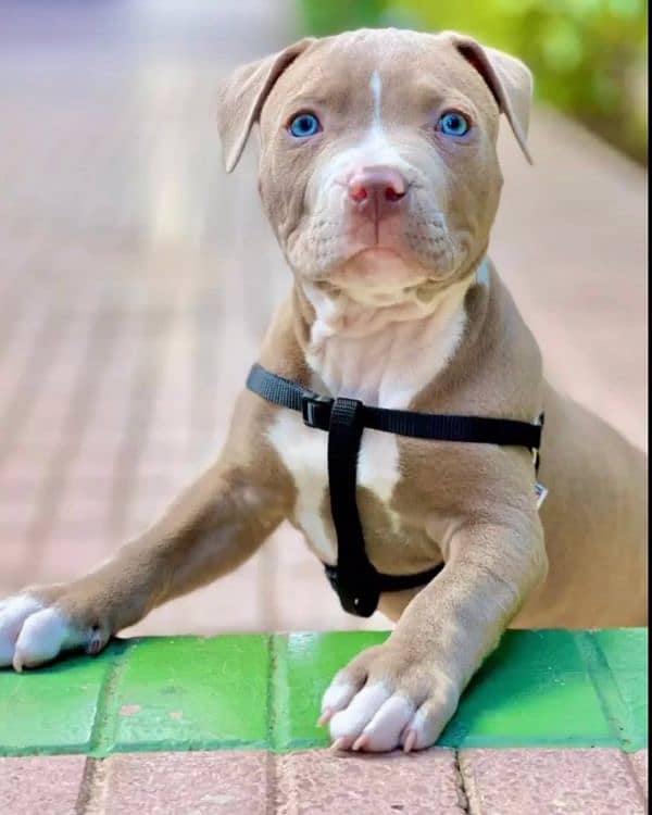 American pitbull 1