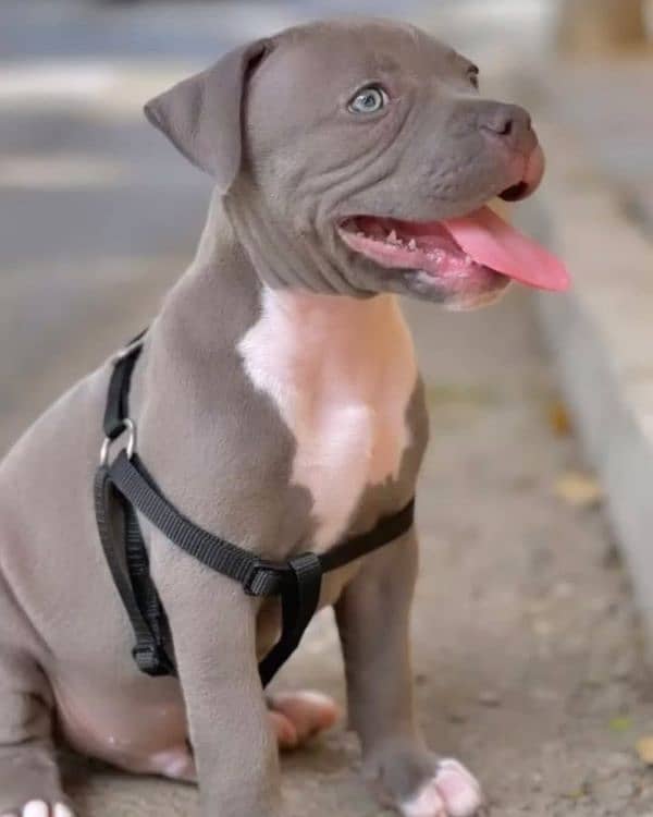 American pitbull 2