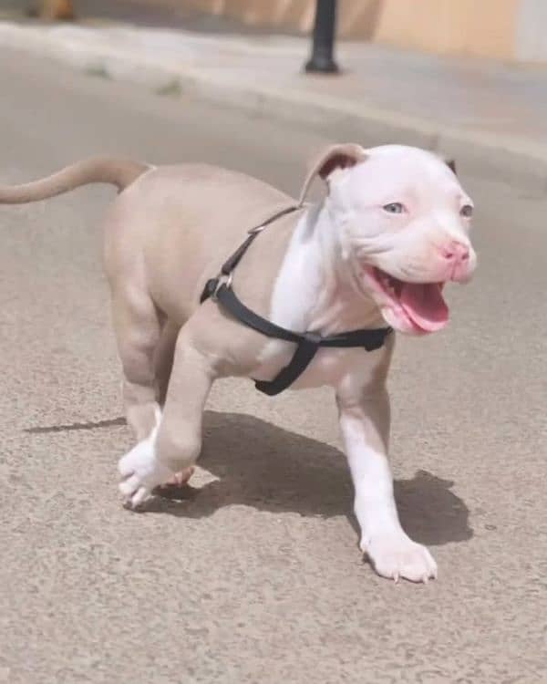 American pitbull 3