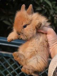 lion-head angora baby bunnies