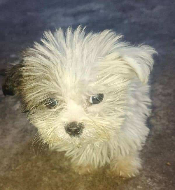 original Shih Tzu puppy for urgent sale 0