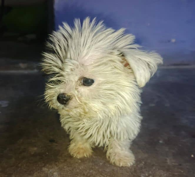 original Shih Tzu puppy for urgent sale 2