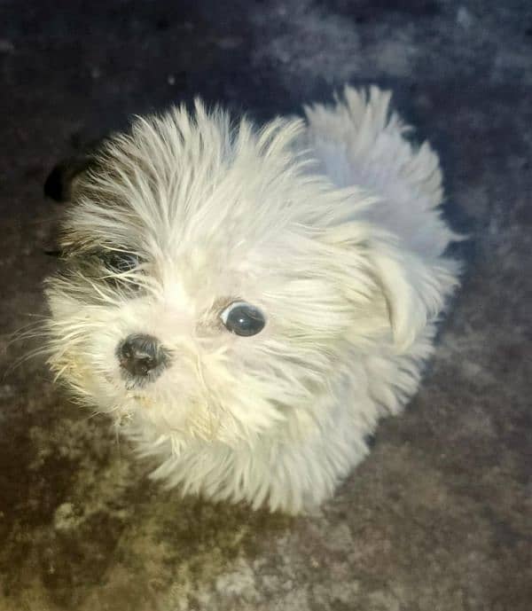 original Shih Tzu puppy for urgent sale 4