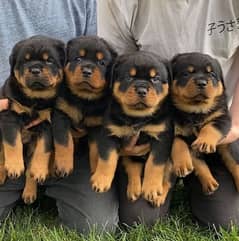 rottweiler puppies