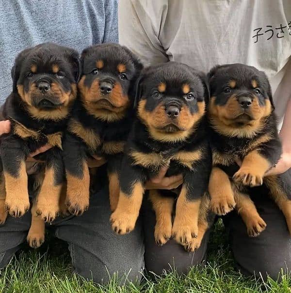 rottweiler puppies 0