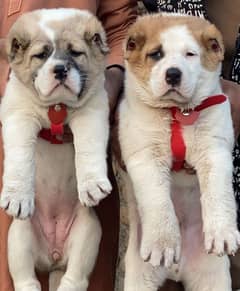 afghani kochi pair dabal hadi full security dogs for sale