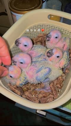 Sun conure chicks red factor