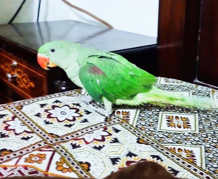 Raw Parrot Alexander healthy and active 0