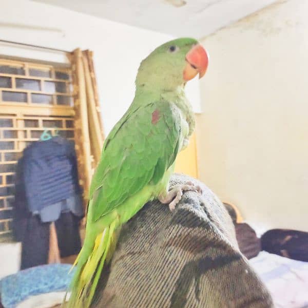 Raw Parrot Alexander healthy and active 1