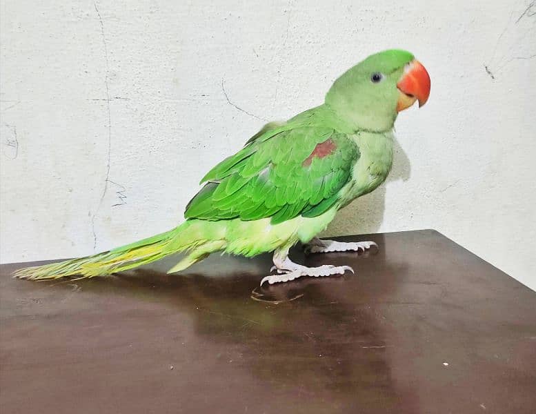 Raw Parrot Alexander healthy and active 2