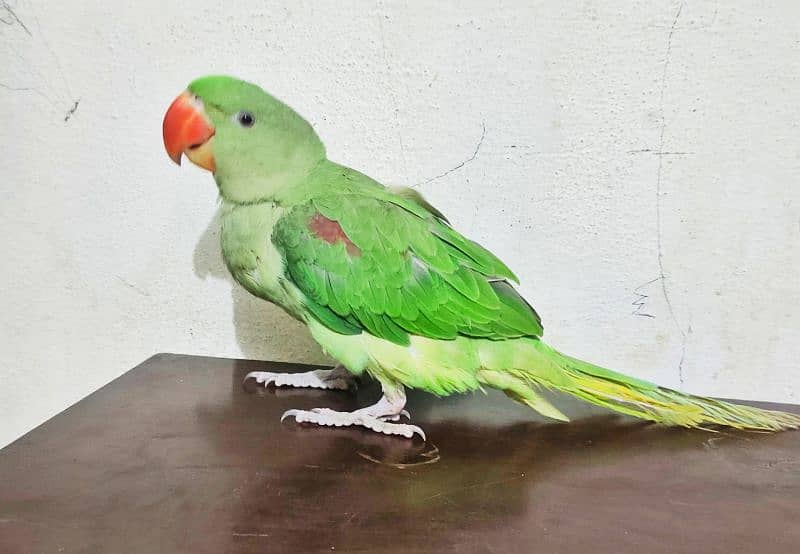 Raw Parrot Alexander healthy and active 3