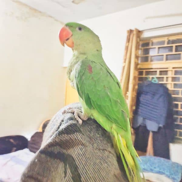 Raw Parrot Alexander healthy and active 4