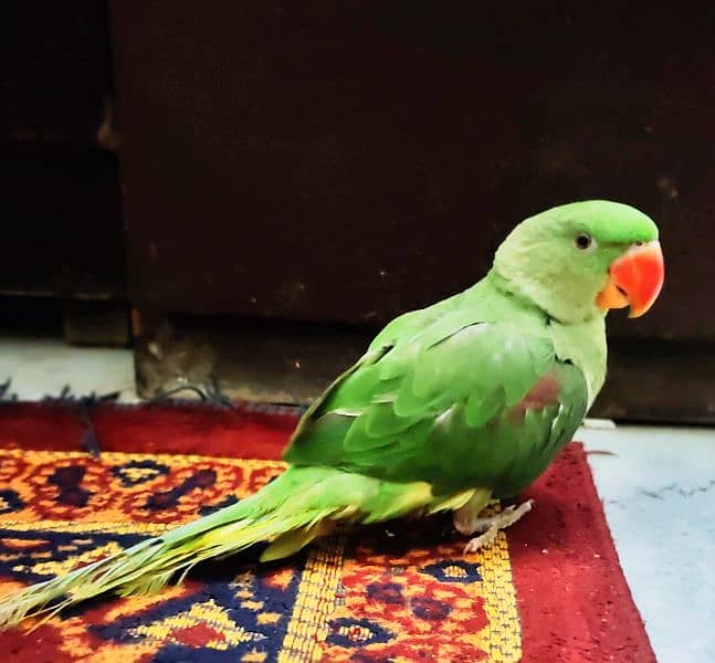 Raw Parrot Alexander healthy and active 5