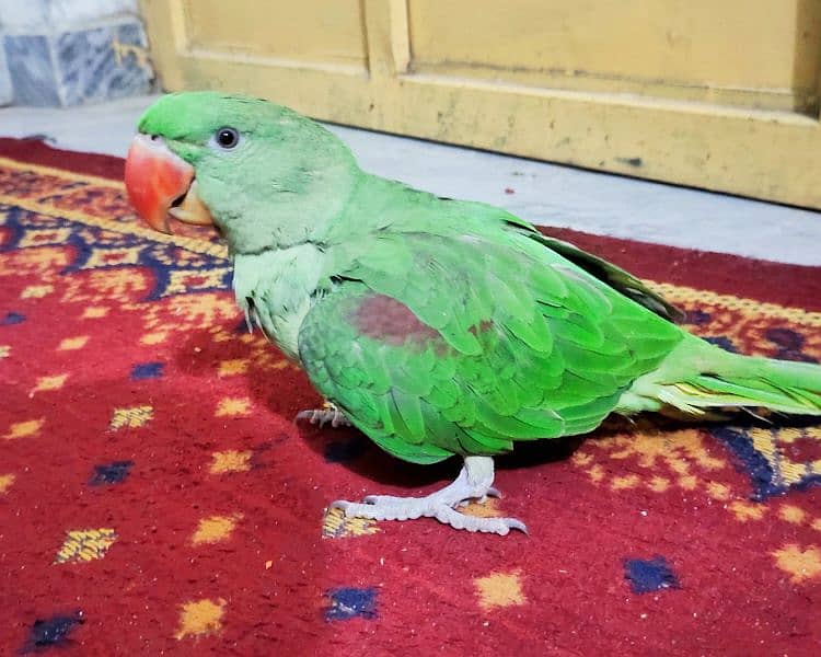 Raw Parrot Alexander healthy and active 6