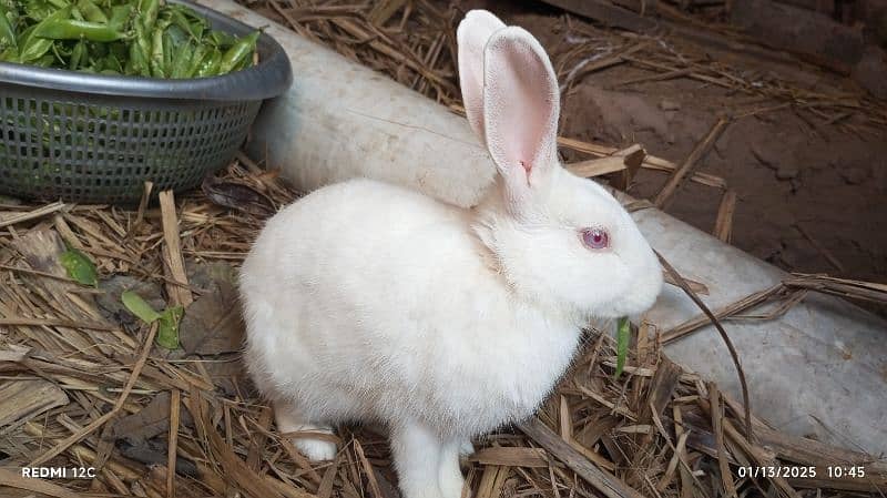 pair of red eyes rabbit in white breeding pair 0