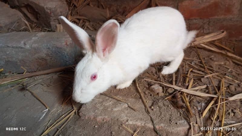 pair of red eyes rabbit in white breeding pair 1