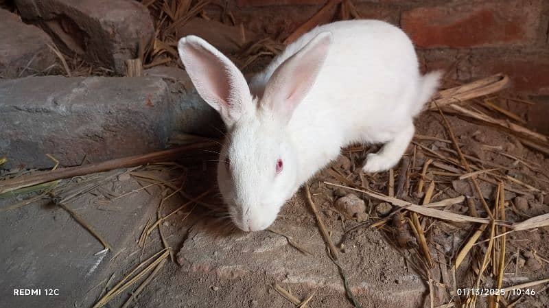 pair of red eyes rabbit in white breeding pair 2