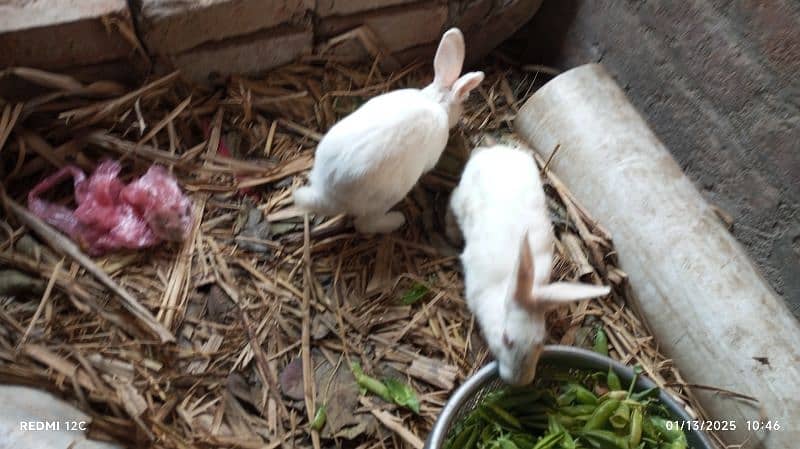 pair of red eyes rabbit in white breeding pair 3