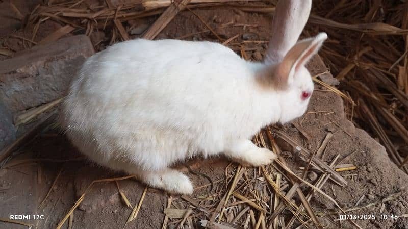 pair of red eyes rabbit in white breeding pair 4