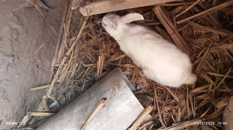 pair of red eyes rabbit in white breeding pair 5