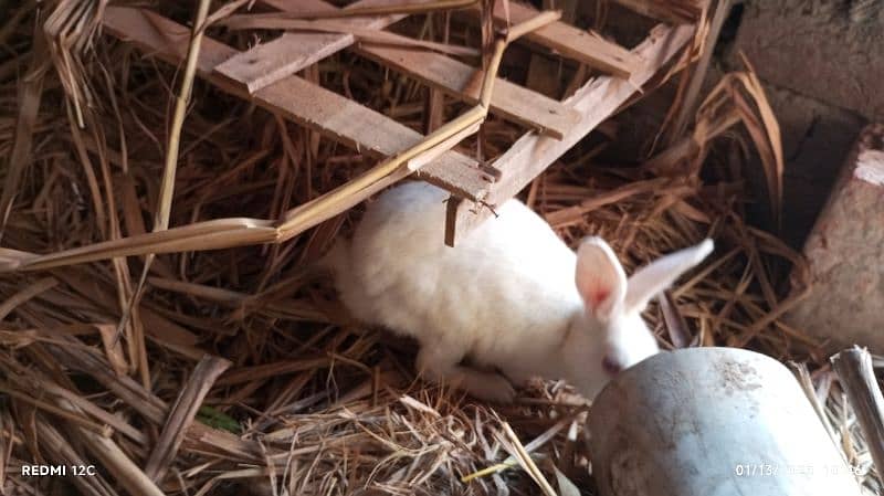 pair of red eyes rabbit in white breeding pair 6