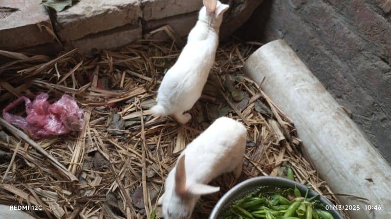 pair of red eyes rabbit in white breeding pair 7