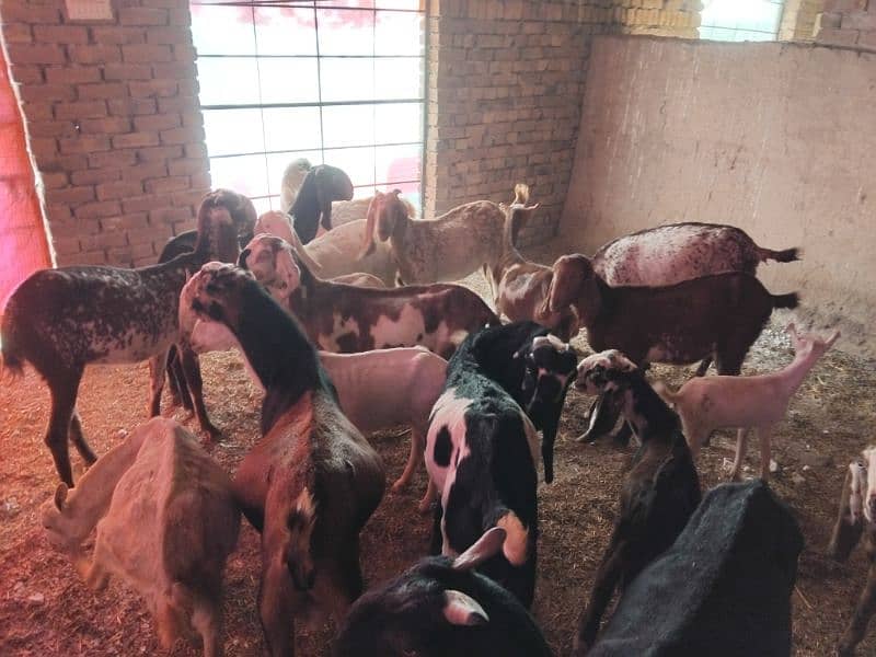 goats | bakri |  bakra / bakri | all breeds available| Goats For Sale 0