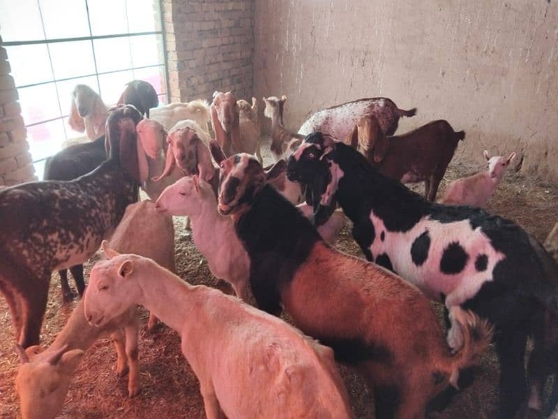 goats | bakri |  bakra / bakri | all breeds available| Goats For Sale 1