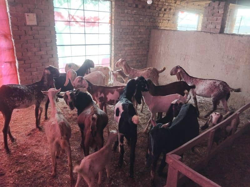 goats | bakri |  bakra / bakri | all breeds available| Goats For Sale 2