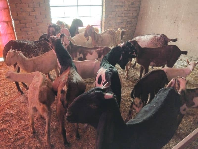 goats | bakri |  bakra / bakri | all breeds available| Goats For Sale 3