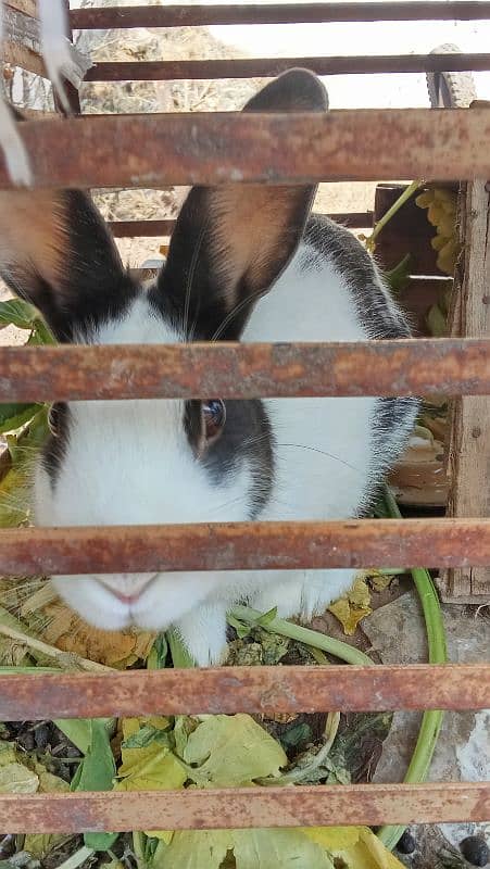 2 male rabbits for sale 0