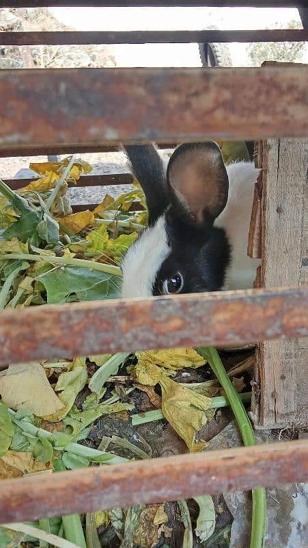 2 male rabbits for sale 1