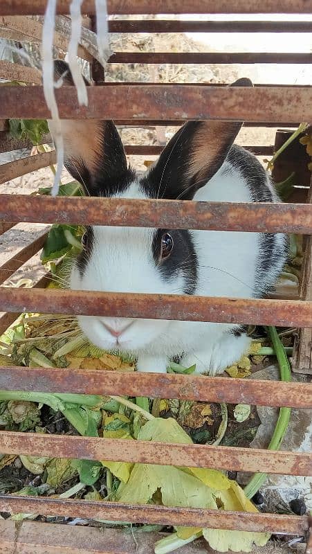 2 male rabbits for sale 2