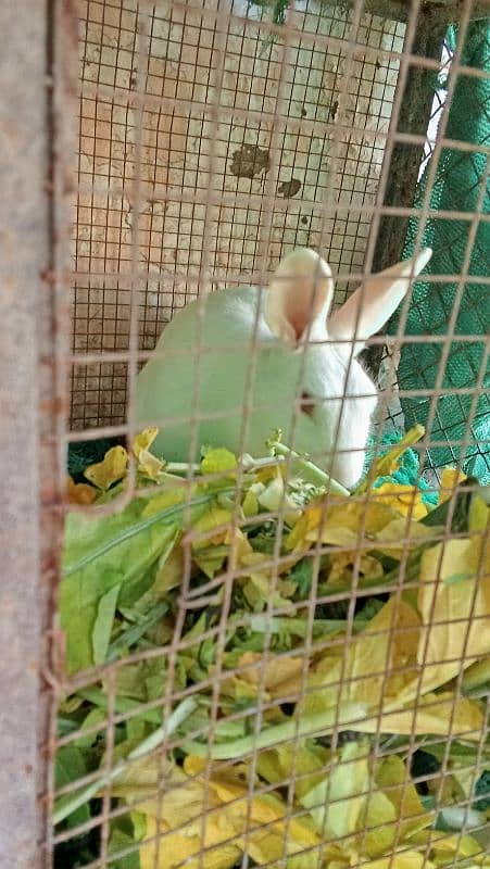 2 male rabbits for sale 3