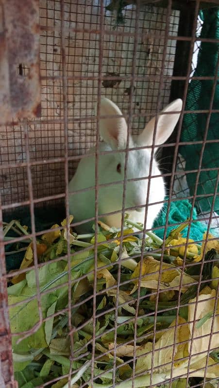 2 male rabbits for sale 4