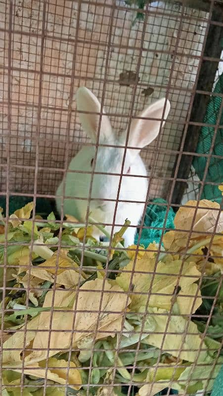 2 male rabbits for sale 5