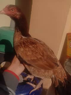 Aseel hen for sale in Rawalpindi