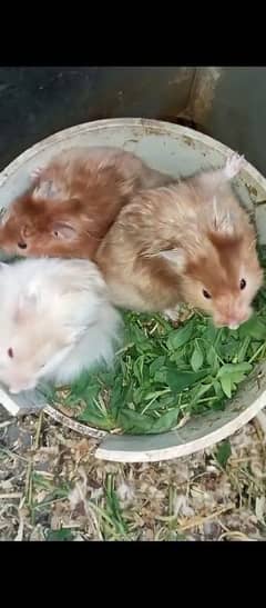 long Hairs Hamster