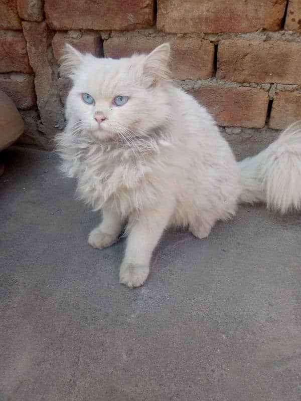 Persian cat blue eyes pair/odd eyes male 1