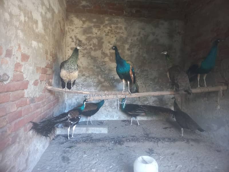 Peacocks for sale 1