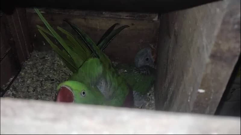 kashmiri pahari chicks 1