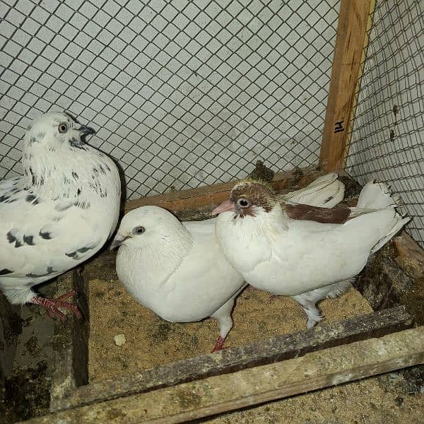 pigeon foster pair with chicks 0