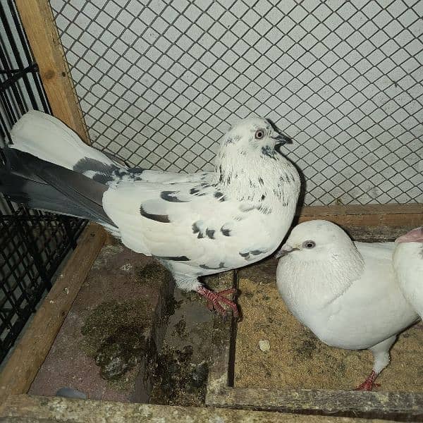 pigeon foster pair with chicks 1