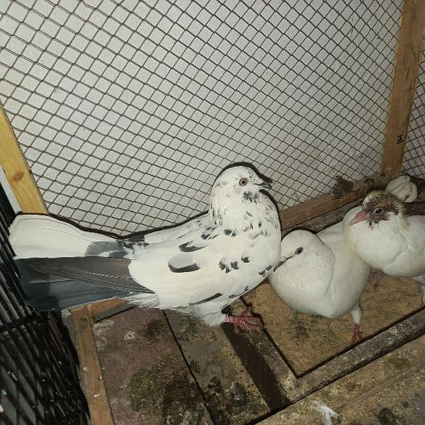 pigeon foster pair with chicks 2