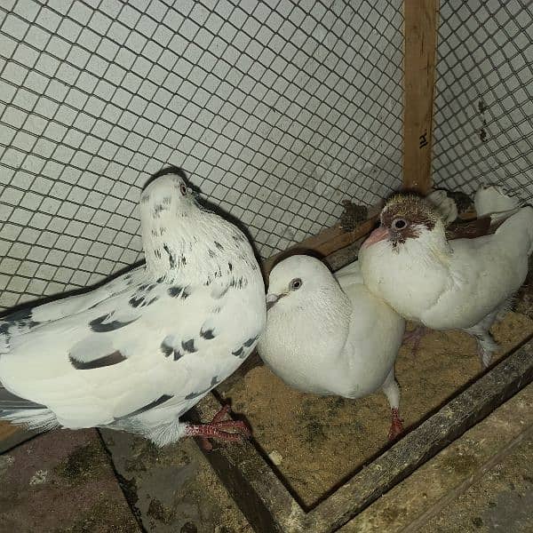 pigeon foster pair with chicks 3