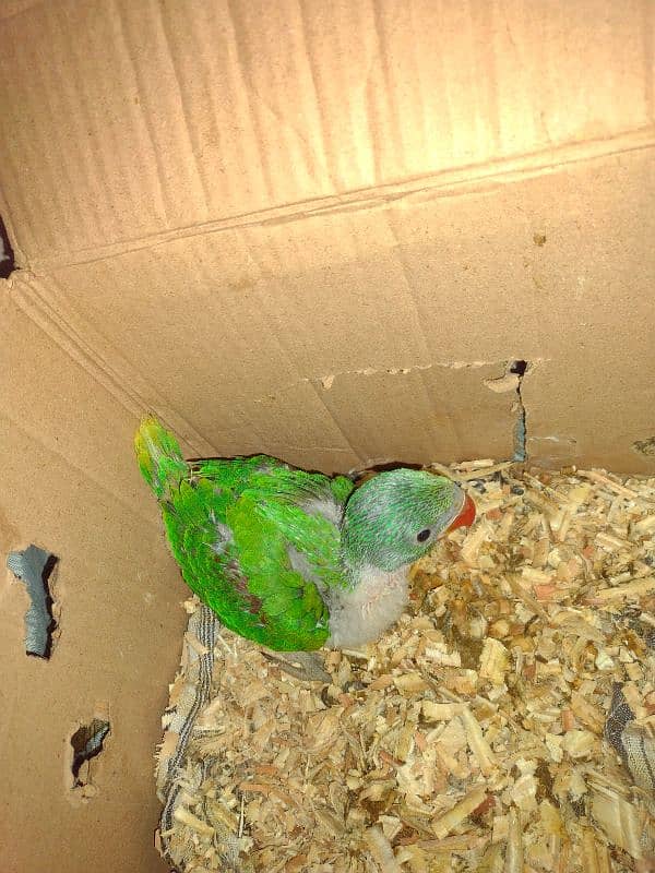 parrot 0