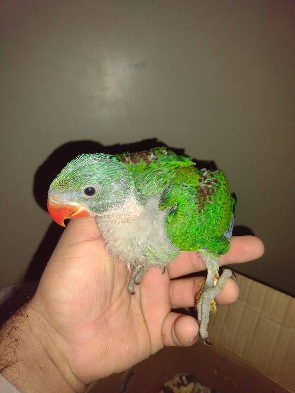 parrot 1